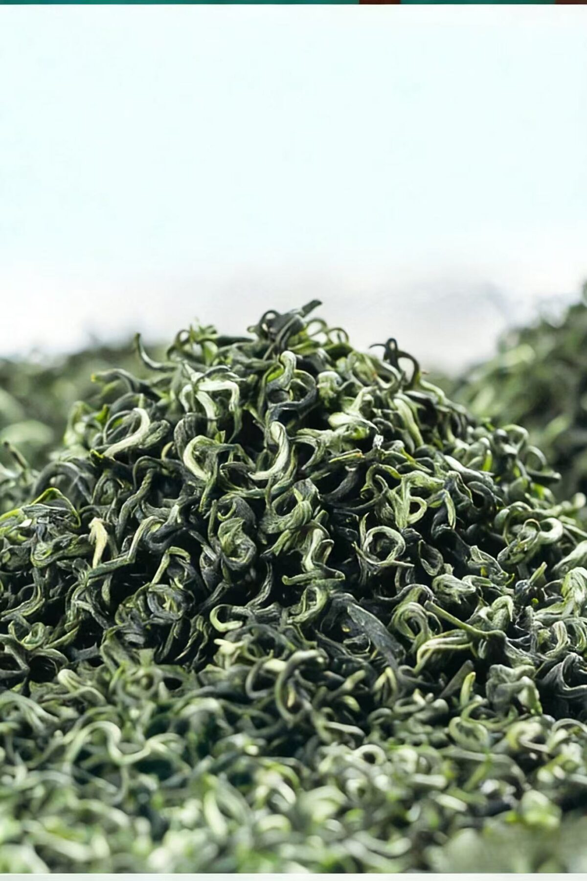 Weixin Image_20251224232435_567_6 Authentic Biluochun Green Tea - Premium Dongting Mountain "Green Snail Spring" Loose Leaf Gift Box, 250g