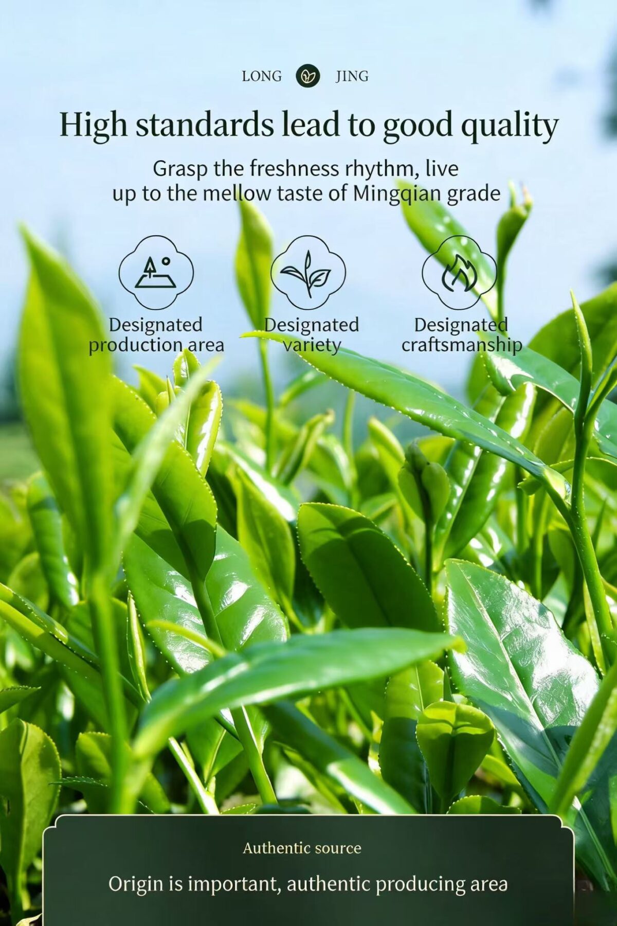 Ancient Tree Phoenix Dan Cong Tea (Mi Lan Xiang) - 500-Year-Old Trees 250g