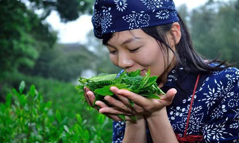 微信图片_20260129223555_1505_6(1) Premium Junshan Silver Needle Yellow Tea - 100g Tin (Spring Harvest)