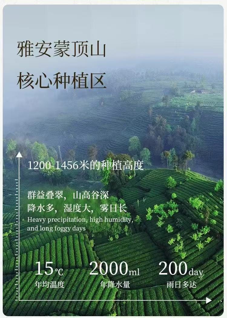 Exquisite Junshan Silver Needle Yellow Tea | 100g Premium Tin