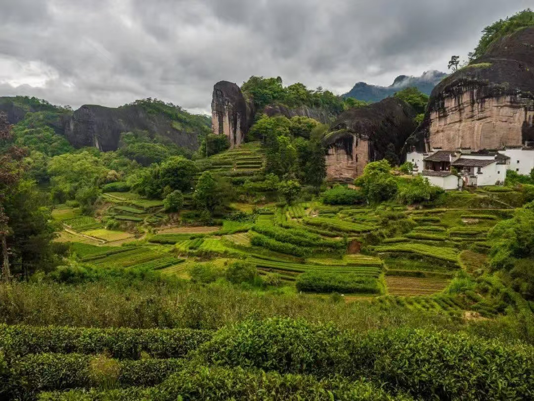 微信图片_20260202234919_1670_6 Ma Tou Yan Rou Gui Rock Oolong Tea - Wuyi Mountain Yancha 2026Fresh Harvest, 336g Two-Box Set (40 Servings)