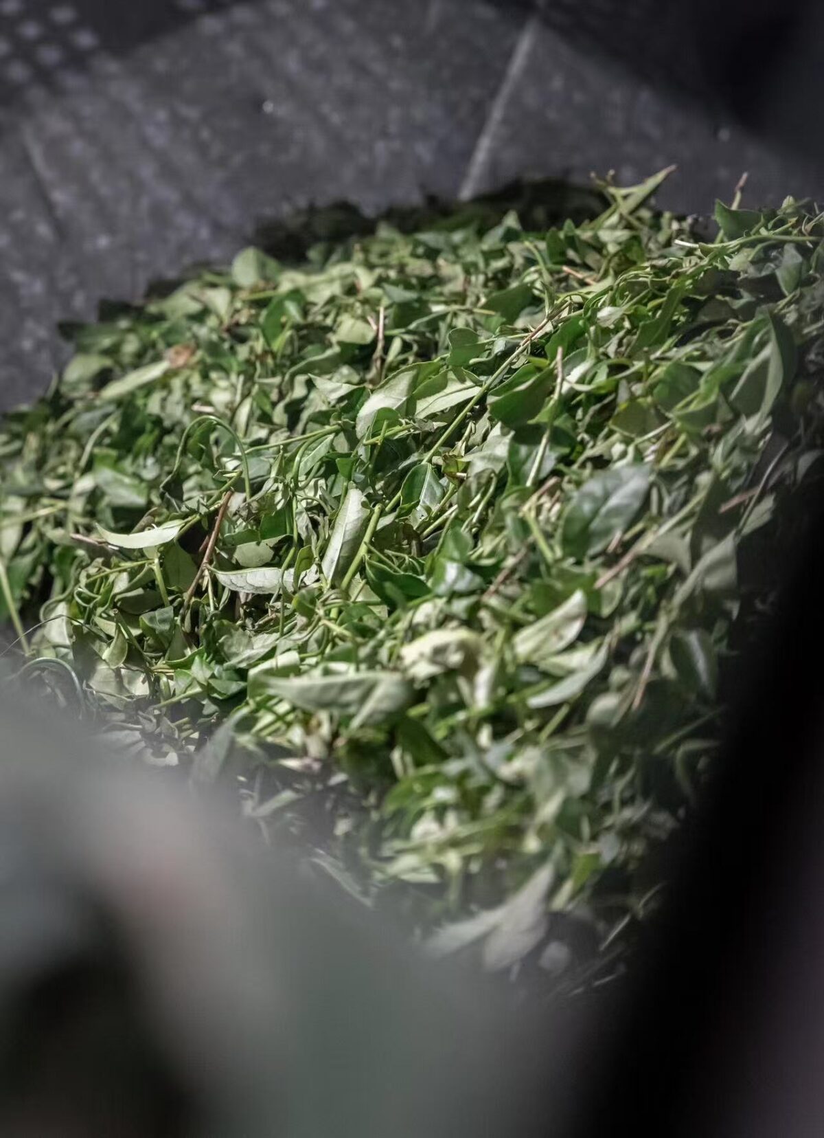 微信图片_20260202234919_1671_6 Ma Tou Yan Rou Gui Rock Oolong Tea - Wuyi Mountain Yancha 2026Fresh Harvest, 336g Two-Box Set (40 Servings)