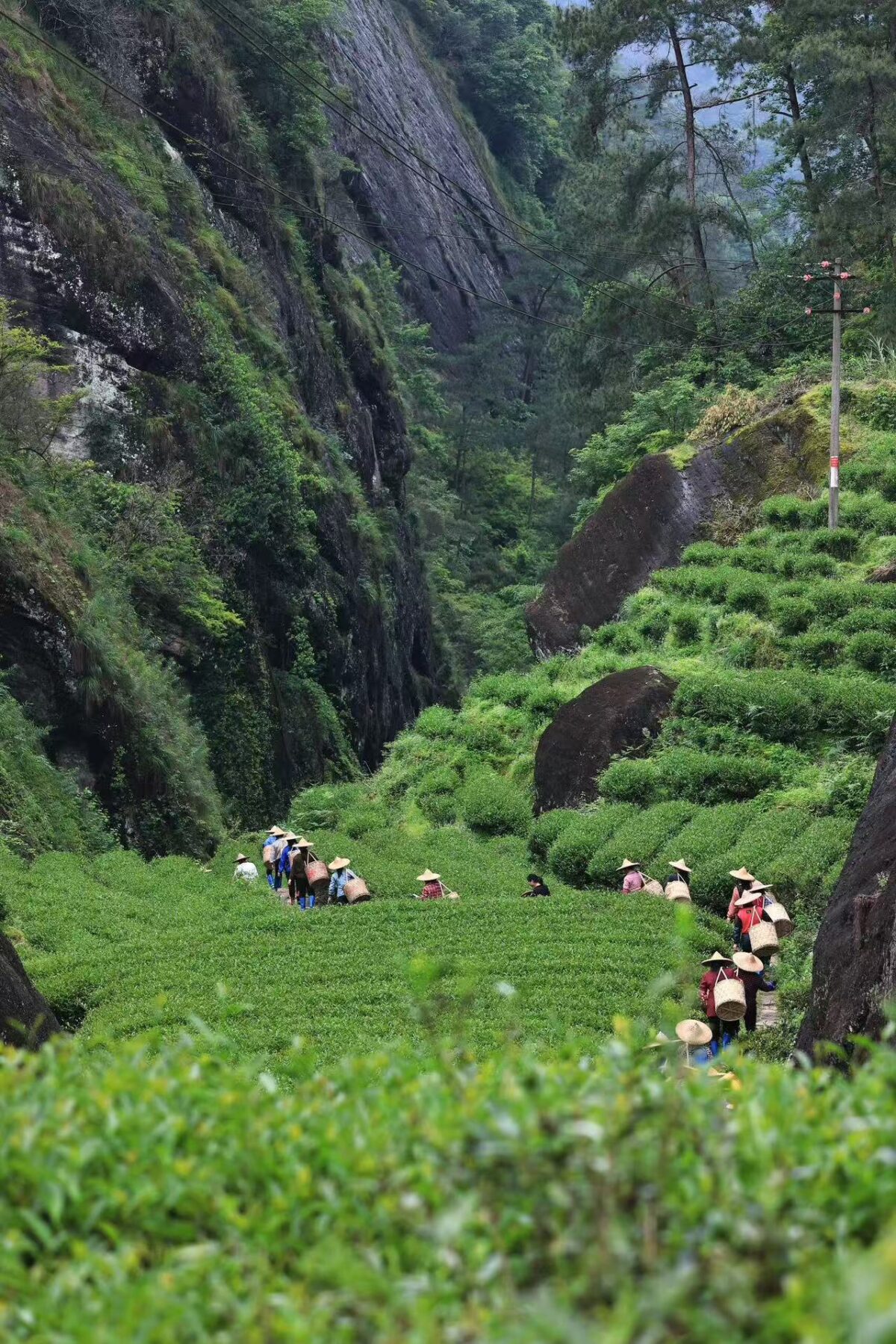 微信图片_20260204154946_1710_6 Hu Xiao Yan Rou Gui Rock Oolong Tea - Wuyi Mountain Zheng Yan Yancha, 336g Two-Box Set (40 Servings)