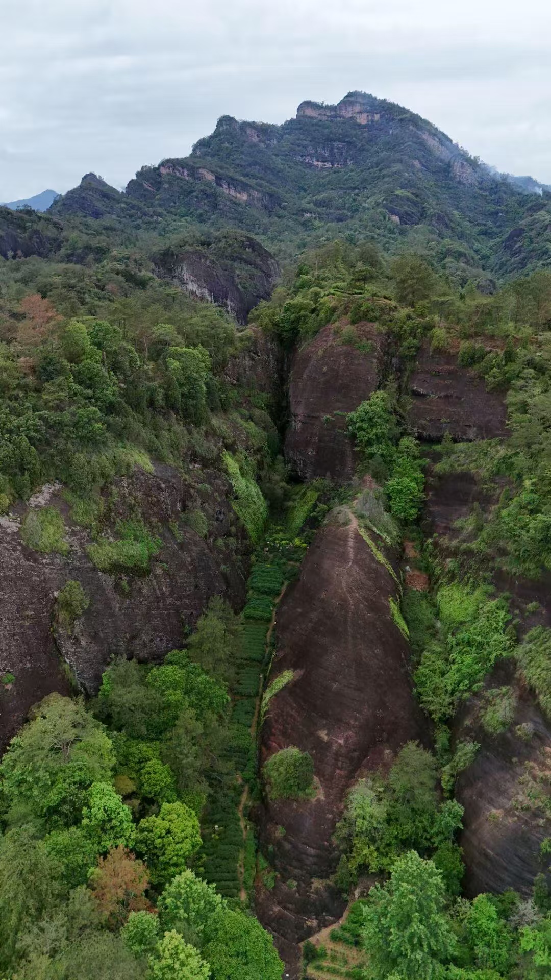 微信图片_20260204154952_1711_6 Hu Xiao Yan Rou Gui Rock Oolong Tea - Wuyi Mountain Zheng Yan Yancha, 336g Two-Box Set (40 Servings)