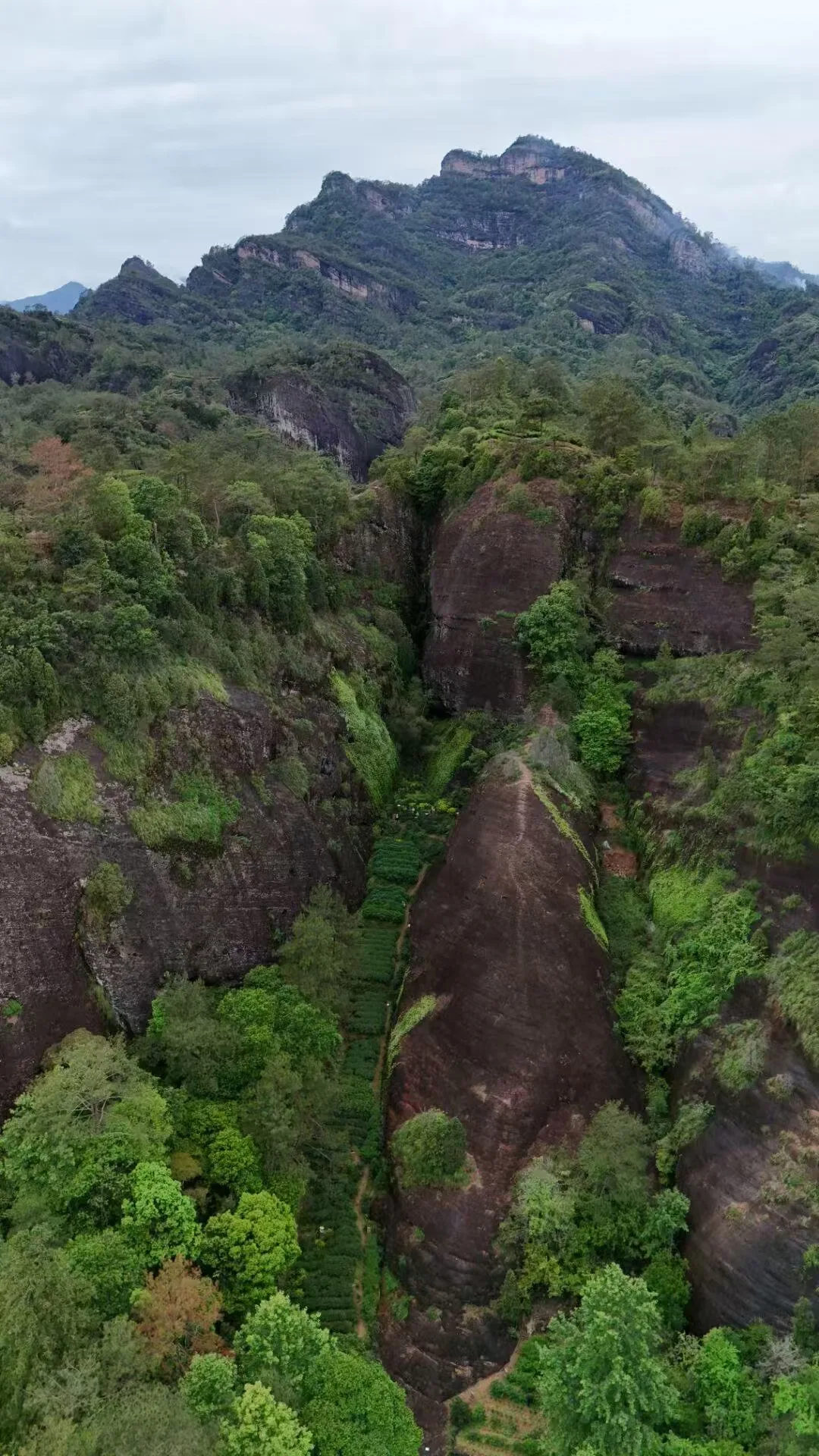 Wuyi Rock Tea