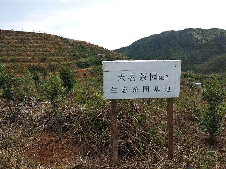 Fuding Sun-Dried Aged White Tea Cake - Premium Baihao Yinzhen Silver Needle (300g)