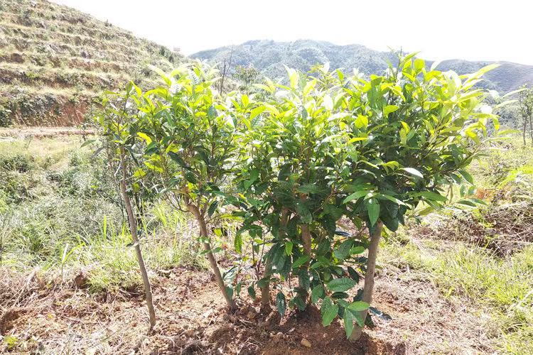 Fuding Sun-Dried Aged White Tea Cake - Premium Baihao Yinzhen Silver Needle (300g)