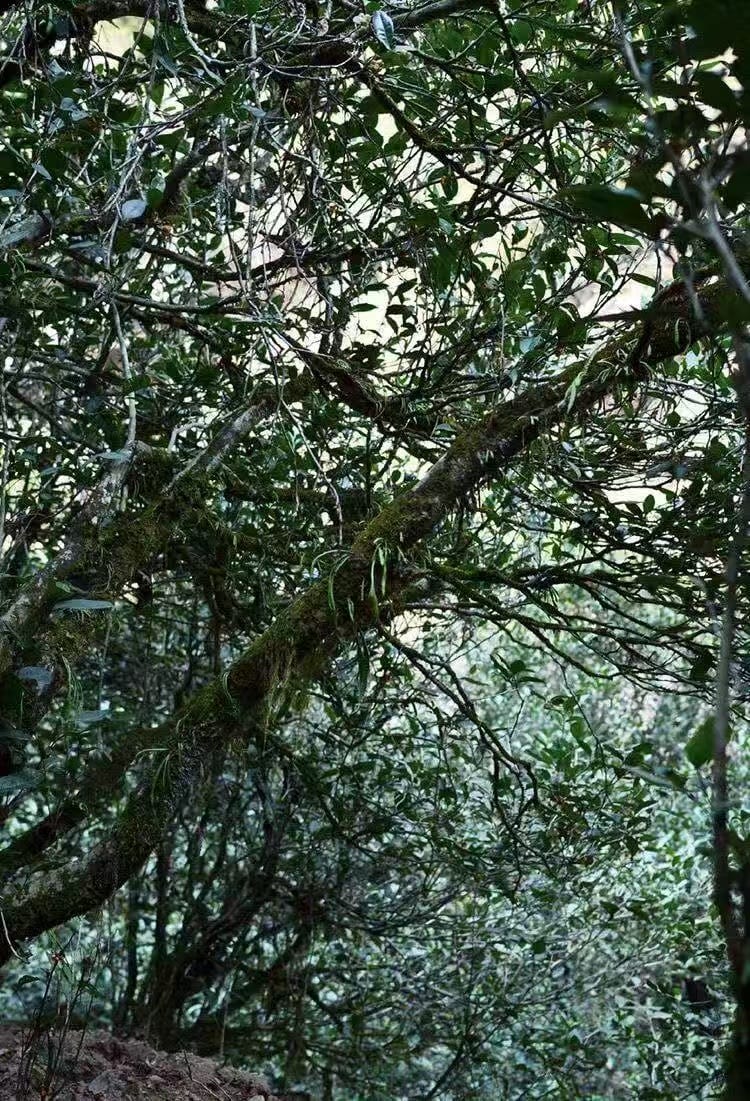 Jiu Long Ke Shui Xian Tea - Legendary 336g Wuyi Rock Tea Gift Set