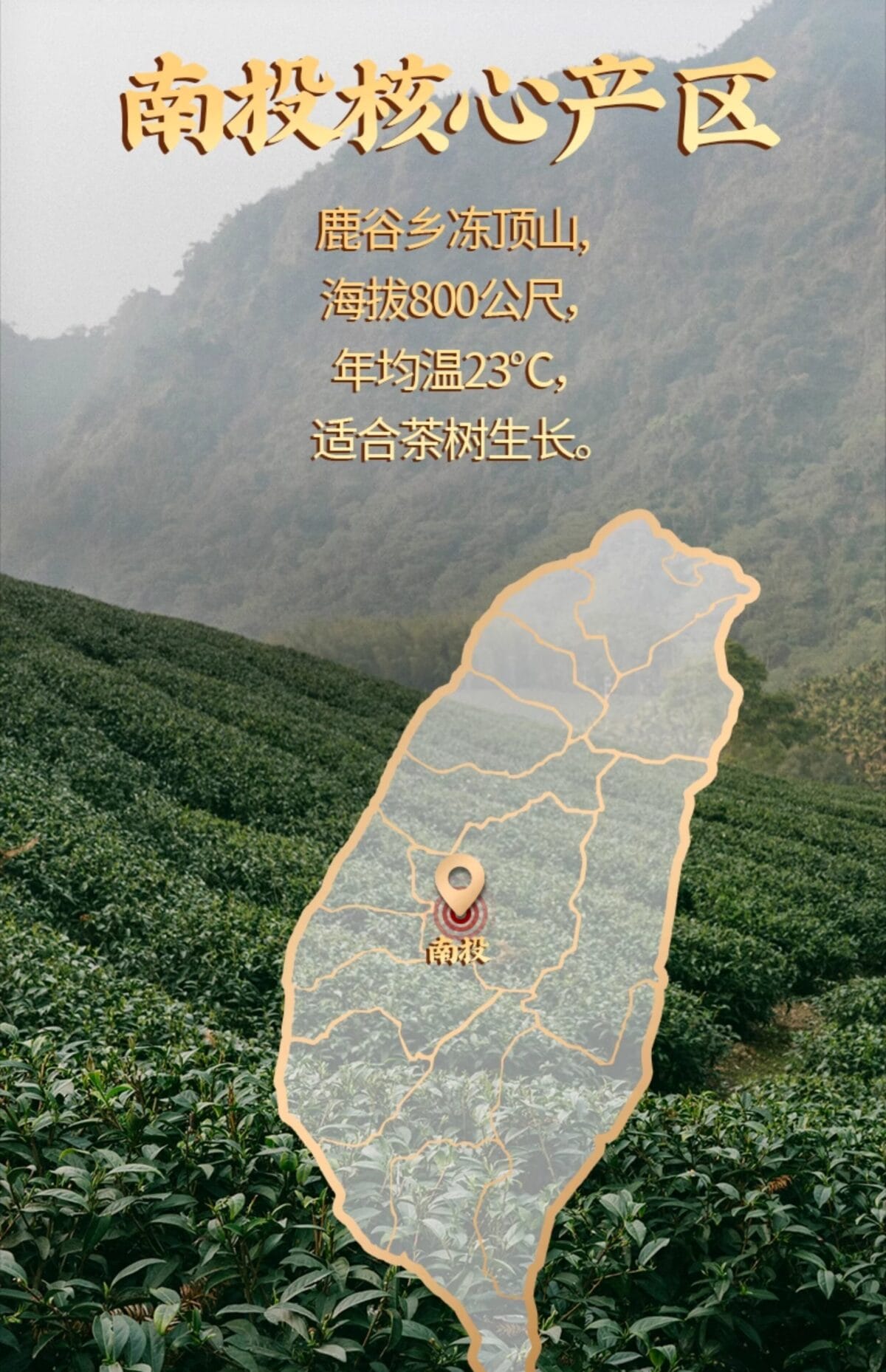 Natural Jin Xuan Milky Oolong Tea: 250g of Pure, Creamy Bliss