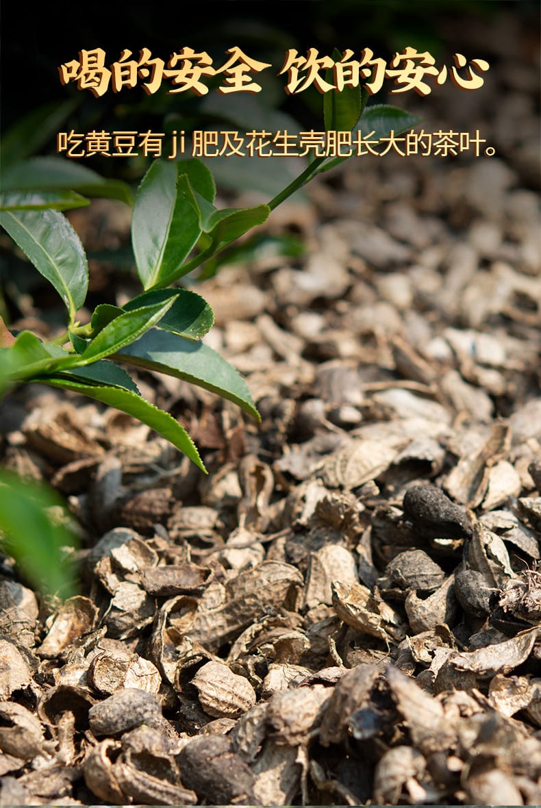 Natural Jin Xuan Milky Oolong Tea: 250g of Pure, Creamy Bliss