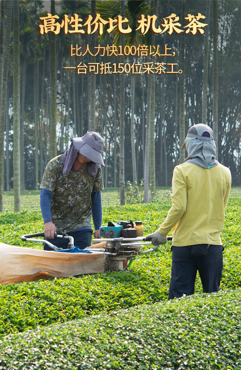 Natural Jin Xuan Milky Oolong Tea: 250g of Pure, Creamy Bliss