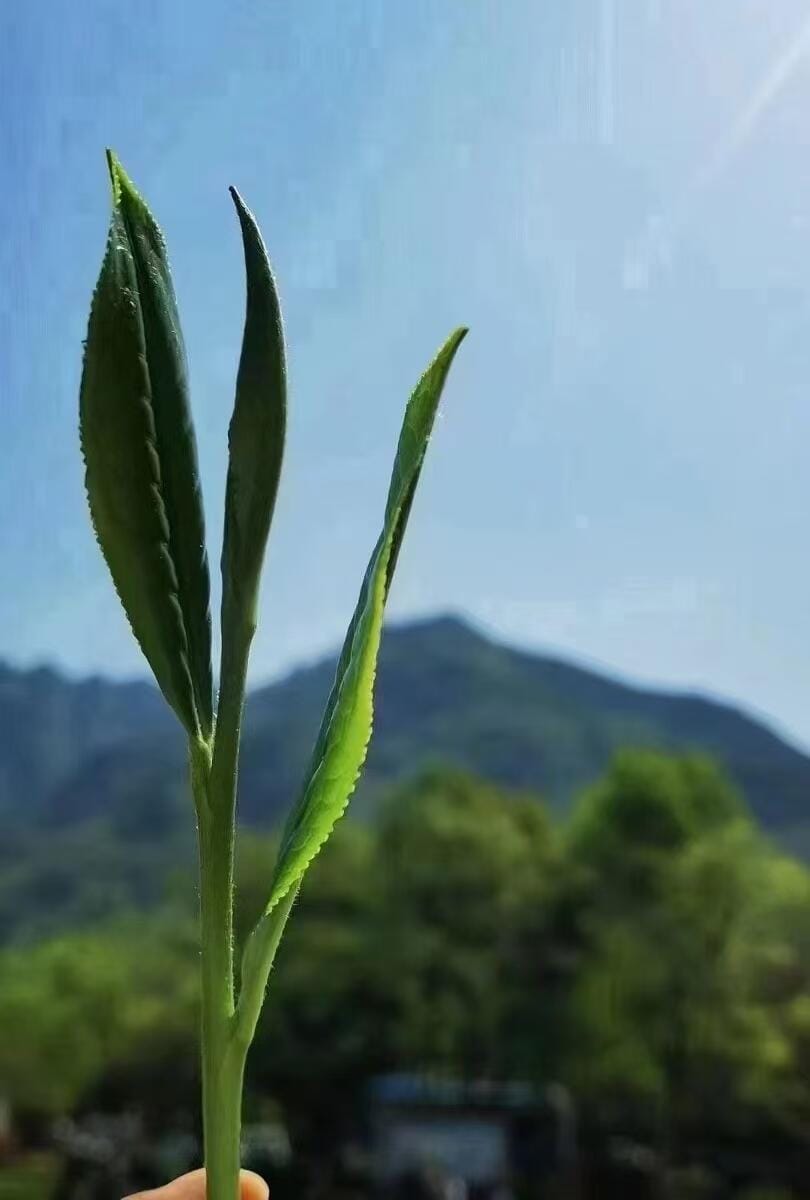 Supergrade Taiping Houkui Tea: 250g of Legendary “Two Leaves & a Bud” Green Tea