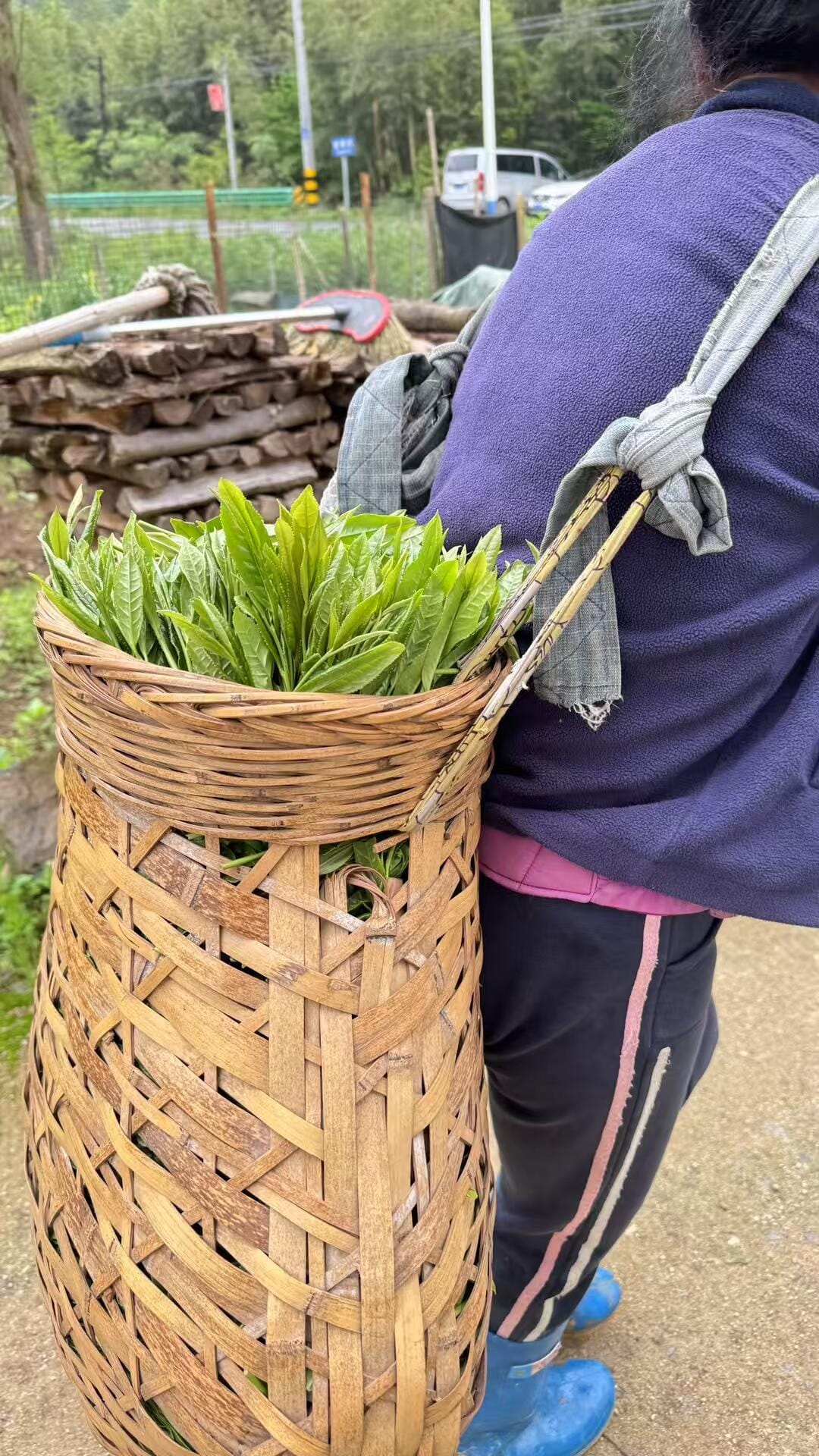 Supergrade Taiping Houkui Tea: 250g of Legendary “Two Leaves & a Bud” Green Tea