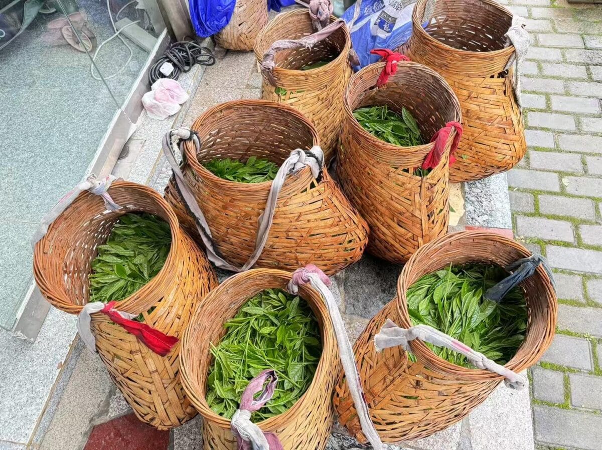 Supergrade Taiping Houkui Tea: 250g of Legendary “Two Leaves & a Bud” Green Tea