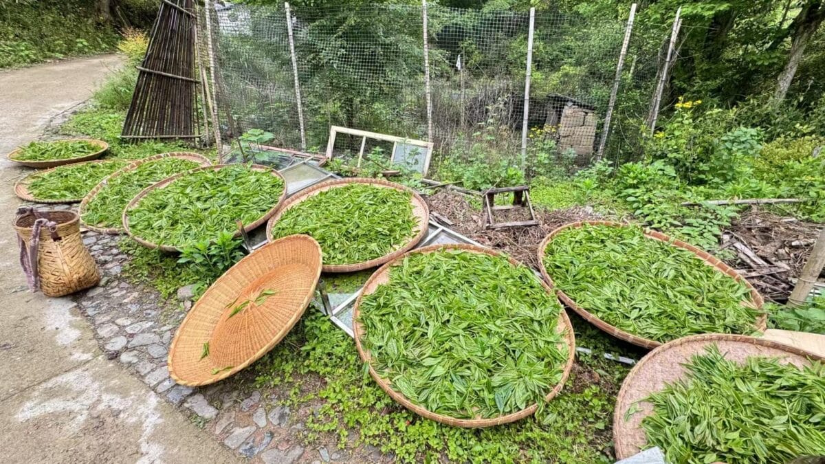 Supergrade Taiping Houkui Tea: 250g of Legendary “Two Leaves & a Bud” Green Tea