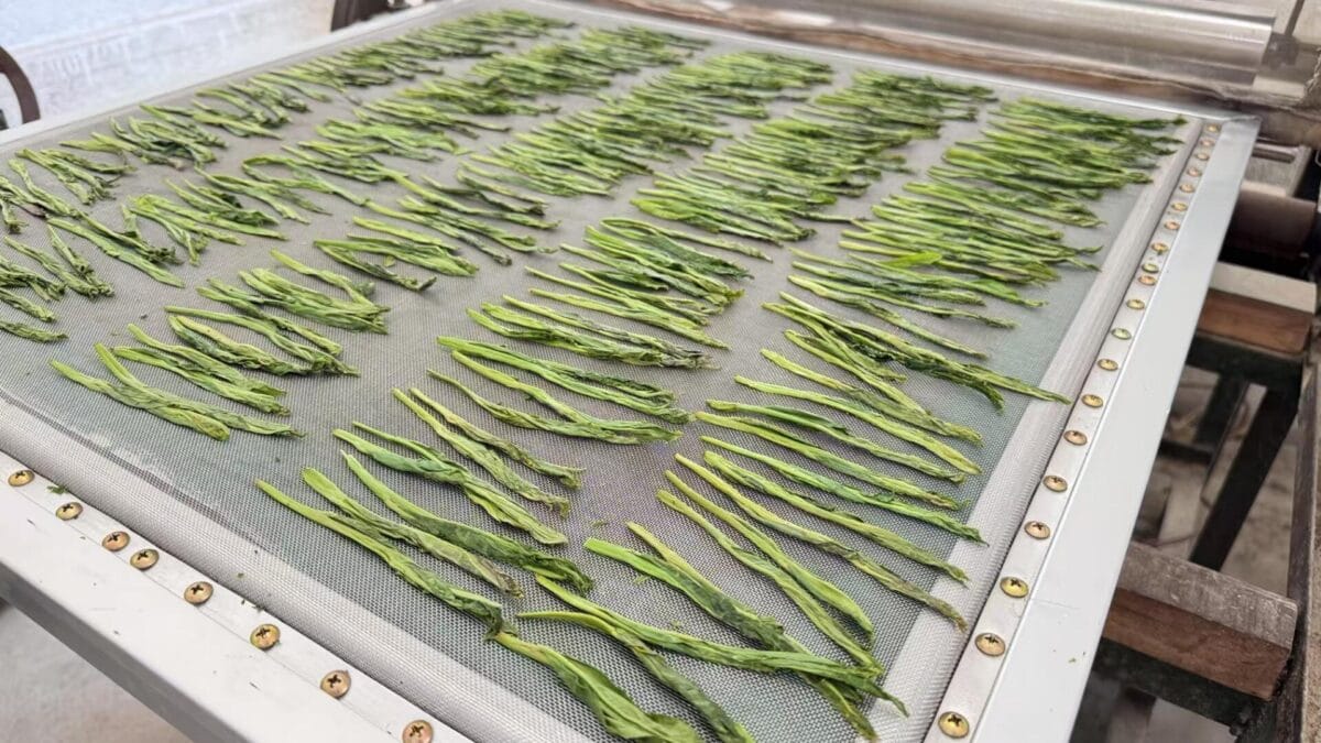 Supergrade Taiping Houkui Tea: 250g of Legendary “Two Leaves & a Bud” Green Tea