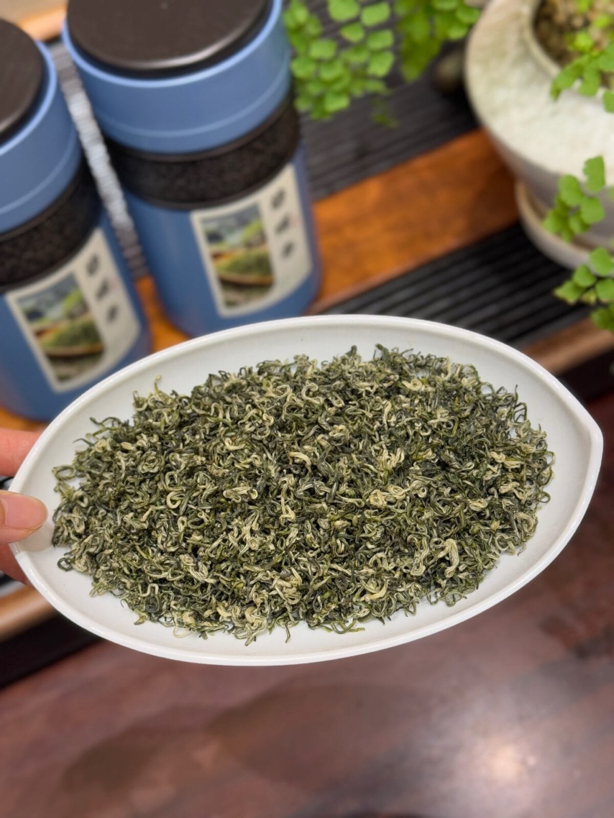 Early Spring Green Tea
