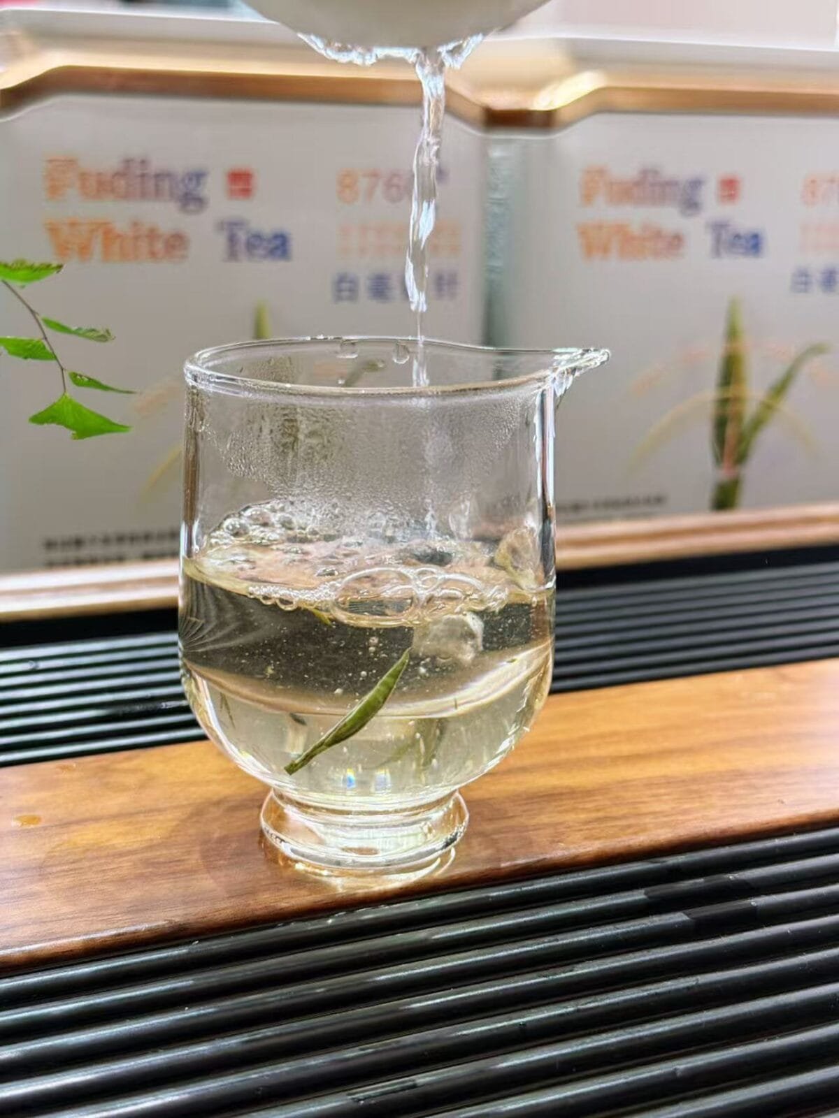 2026 Spring White Tea