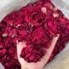 Yunnan Sunrise Rose Tea
