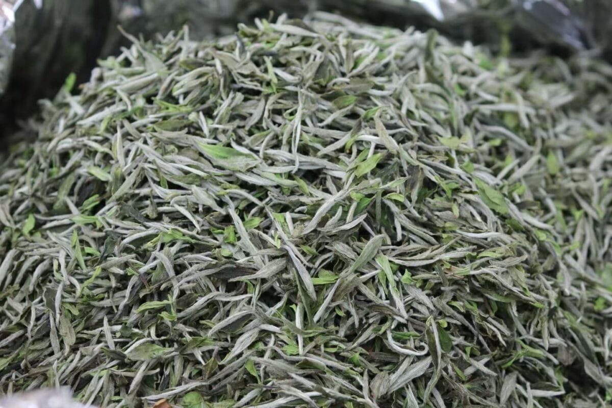 Fuding First Harvest White Peony King Tea: 250g of 2026’s Most Insanely Fresh Premium Mingqian White Tea 2 Premium Mingqian White Tea