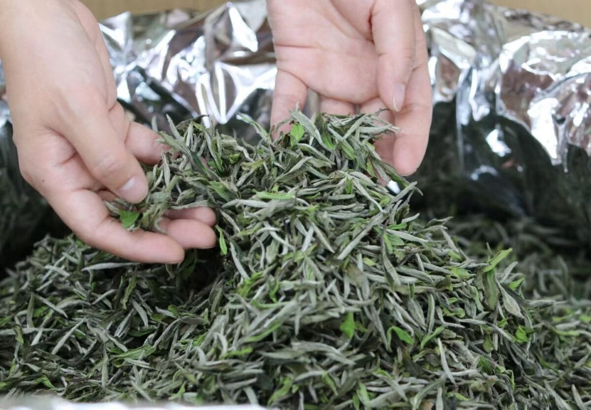 微信图片_20260518172705_1206_4 Fuding First Harvest White Peony King Tea: 250g of 2026’s Most Insanely Fresh Premium Mingqian White Tea