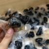 Jiuhua Mountain Polygonatum: 9-Times Steamed, Regret Not Buying Sooner 12 Ready-to-Eat Polygonatum Slices
