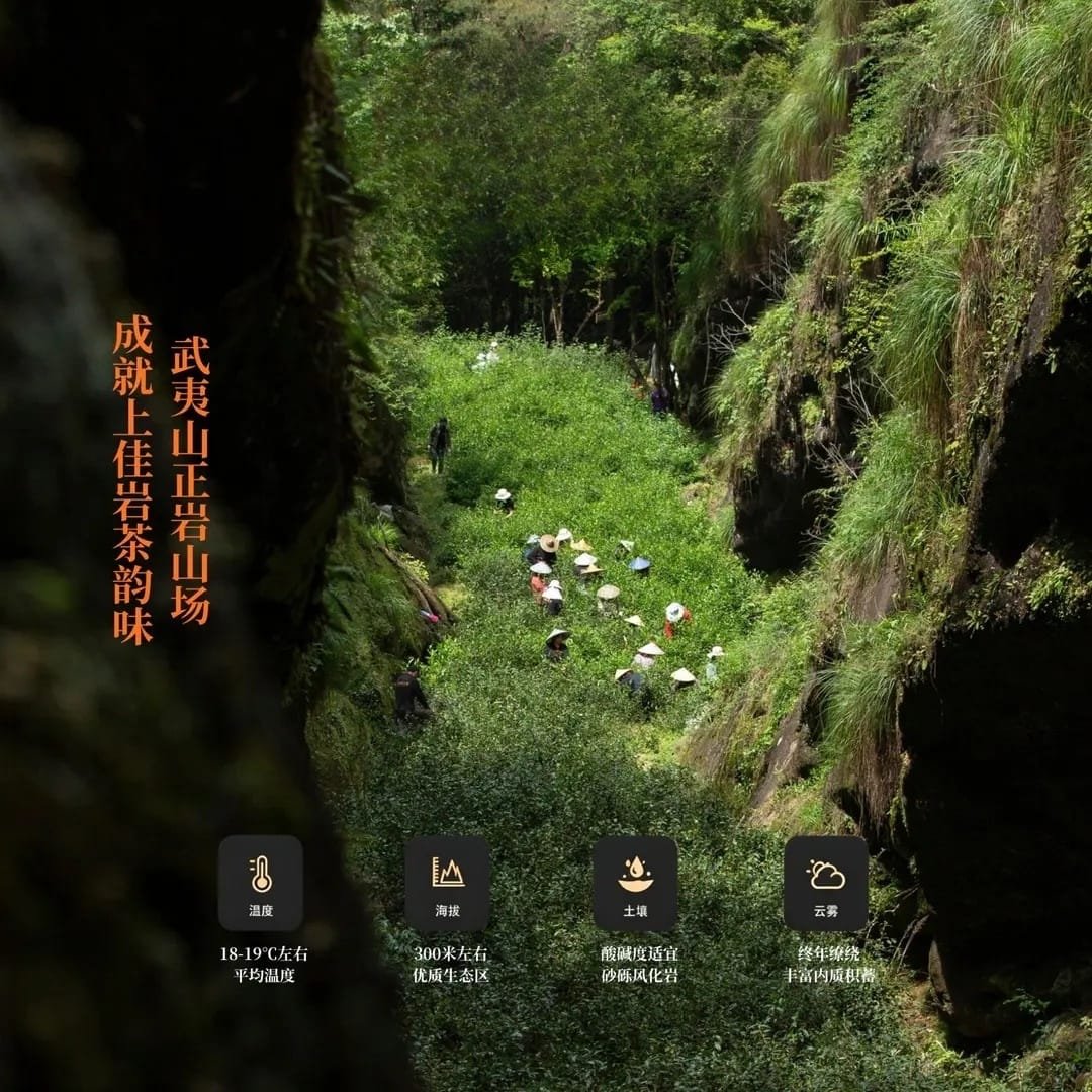 Mild Smooth Wuyi Rock Tea