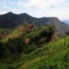 Golden Award Wuyi Rougui: 56 Steeps of Charcoal Roasted Tea, Sinfully Delicious