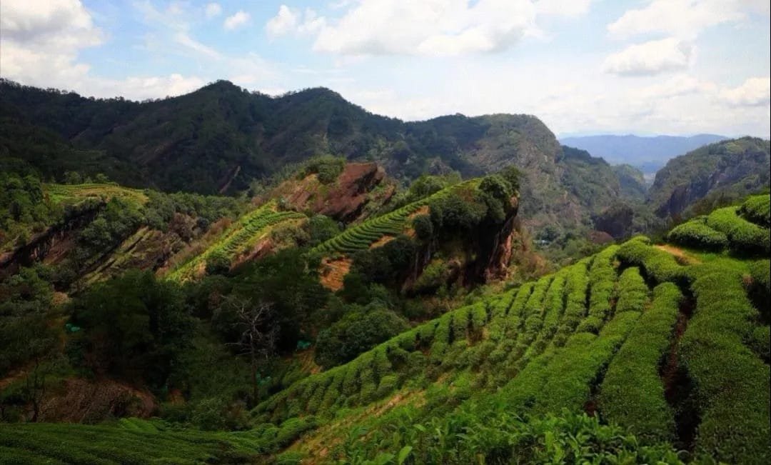 Golden Award Wuyi Rougui: 56 Steeps of Charcoal Roasted Tea, Sinfully Delicious