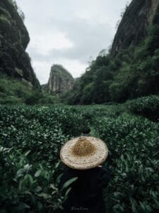 Wuyi Rock Tea Origin