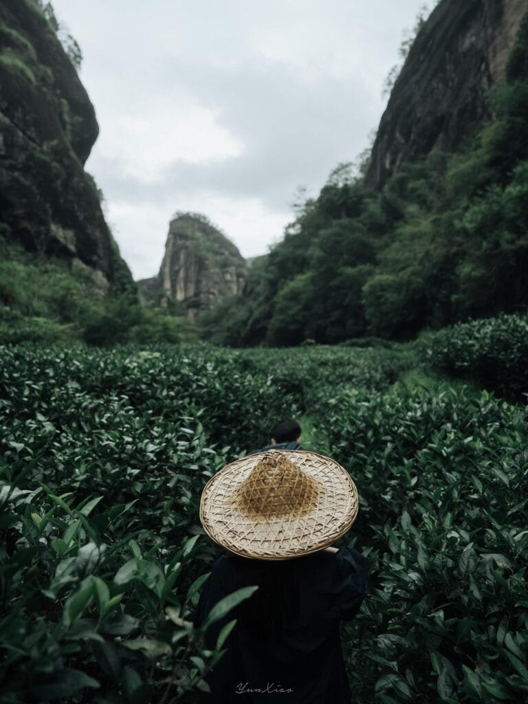 Wuyi Rock Tea Origin