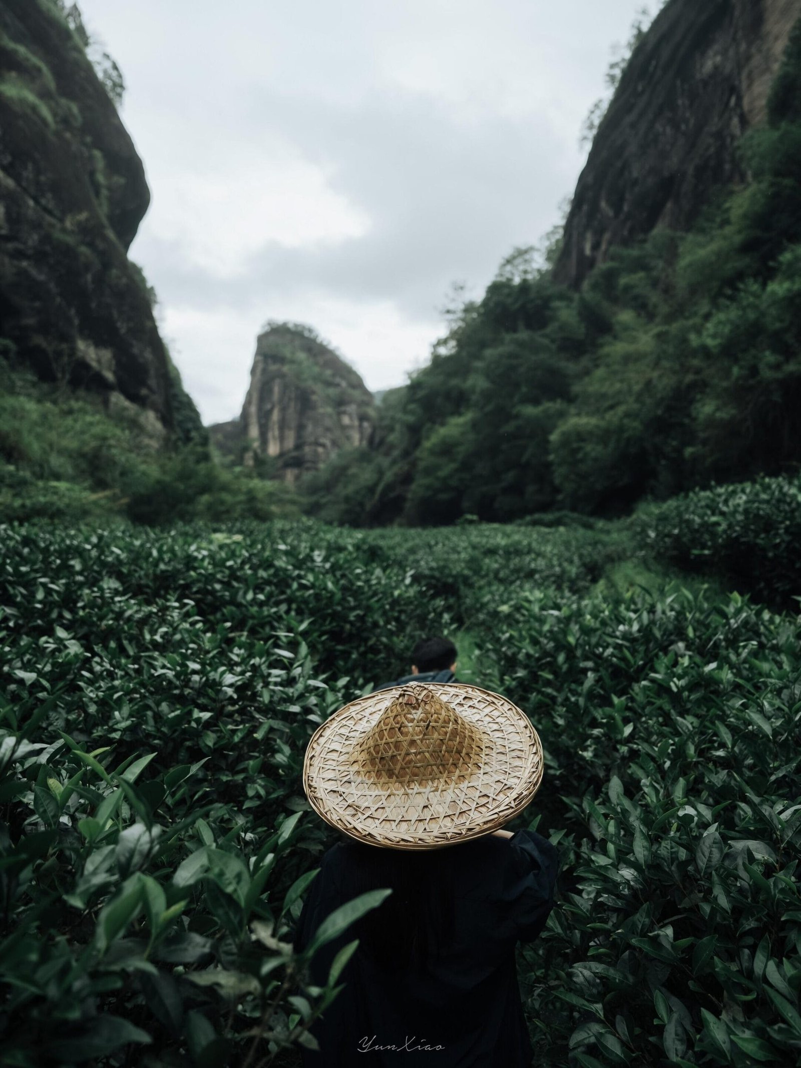 The Wuyi Rock Tea Origin: Discovering the Deepest Old Bush Shui Xian in Huiyuan Pit 1 Wuyi Rock Tea Origin