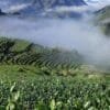 Anxi Orchid Tieguanyin: 250g Tieguanyin Oolong Tea, Pure Serene Joy 8 Anxi high mountain tea
