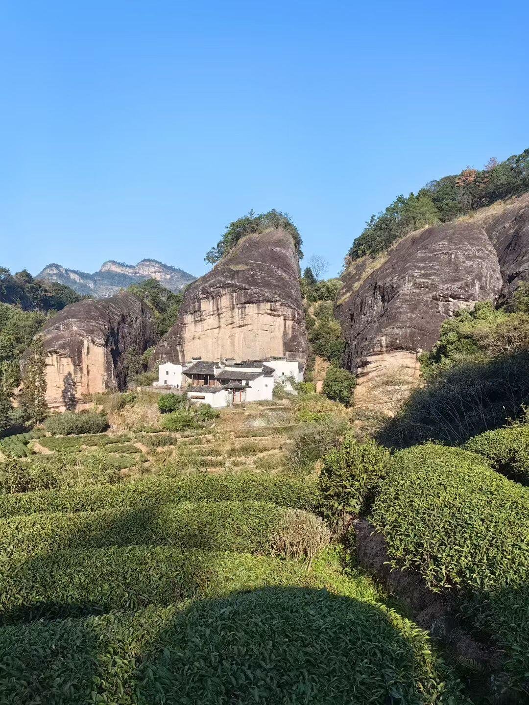 Matouyan Rougui Oolong